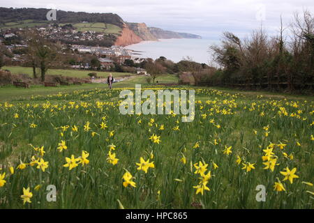 Sidmouth, Devon, UK. 21. Februar 2017. Frühe Narzissen begrüßen Wanderer auf Peak Hill, über Sidmouth an der Jurassic Devon Küste Foto Tony Charnock. Alamy LiveNews Credit: Foto Mittel-/Alamy Live-Nachrichten Stockfoto