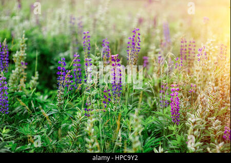 Frühling Blumen lupine Feld an einem sonnigen Tag Stockfoto