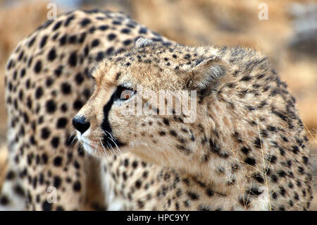 Erstaunliche afrikanischen Geparden in der Savanne Namibias Stockfoto