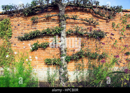 Alten Espalierfruit Baum auf einem alten Crinkle Crankle Wand Stockfoto