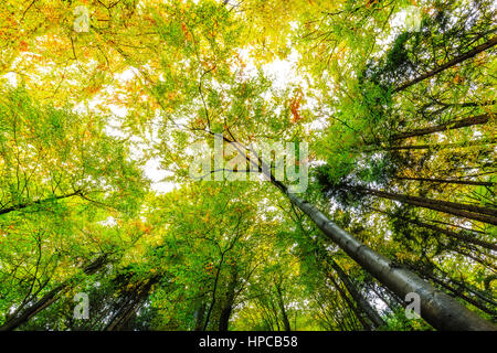 Der Harz ist das höchste Gebirge in Norddeutschland und seiner rauen Landschaft erstreckt sich über Teile von Niedersachsen, Sachsen-Anhalt und Thüringen. Stockfoto