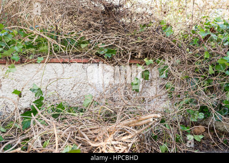 berwucherten uk Garten - wieder schwer schneiden, Kletterpflanzen  bewachsen - Efeu und Clematis Montana - berklettern strubten Gartenmauer  Stockfotografie - Alamy