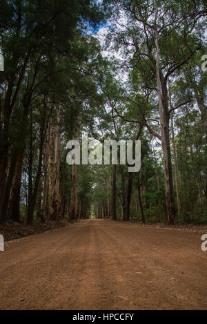 Malerischen Zufahrtsstraße zum Warren National Park in der Nähe von Pemberton, Western Australia Stockfoto