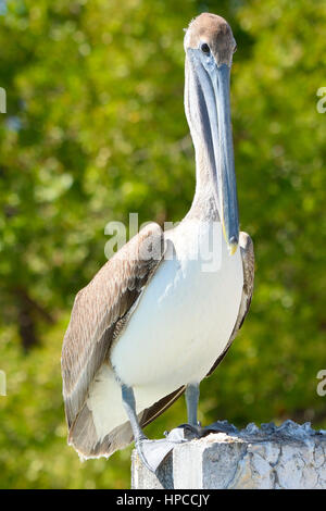 Braune Pelikane sonnen sich in Key West FL. aufgenommen am South Beach Pier in Key West, Florida, USA Stockfoto