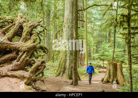 Mann schaut hinauf zum hohen Wachstum der alten Zeder, Cathedral Grove, MacMillan Provincial Park, Britisch-Kolumbien, Kanada (Eigenveröffentlichung) Stockfoto
