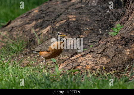 American Robin Nahrungssuche um Baumwurzeln. Stockfoto
