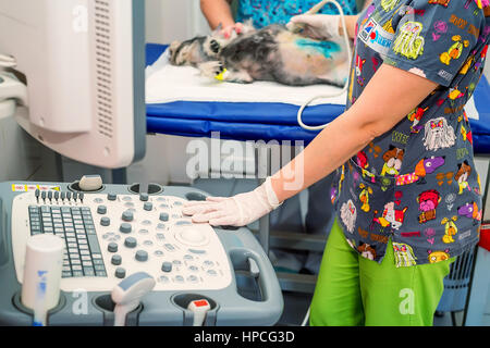 Tierärztliche Arzt tun medizinische Ultraschalluntersuchung der Hund seinen Zustand zu prüfen Stockfoto