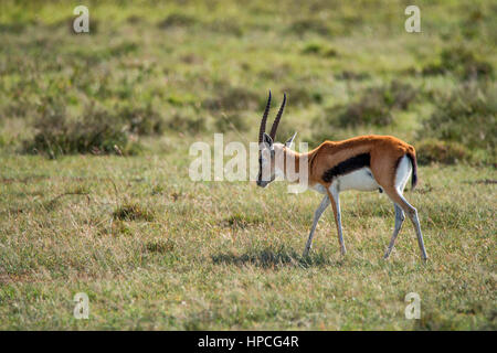 Wilde Thompsons Gazelle oder Eudorcas Thomsonii durchstreift in Savanne Stockfoto