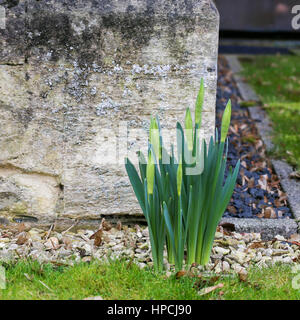 Auswuchs Frühling Blumen Narzissen in der Nähe die Steinmauer im Kies mit Rasen-Grenze Stockfoto