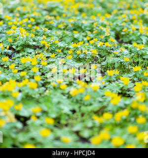 Winter Aconites (Eranthis Hyemalis) gelbe Blumen im Wald geben park Stockfoto