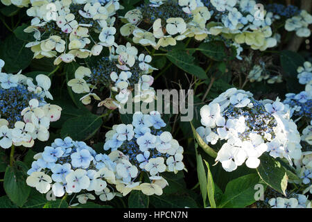 Blasse Blaue Hortensie Blumen und Busch im Garten Stockfoto