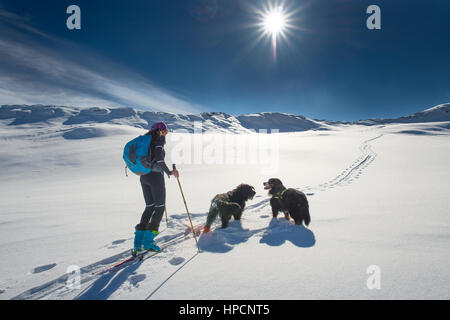 Einsames Mädchen in den Bergen mit Skitouren und zwei Hunden in den Alpen Stockfoto
