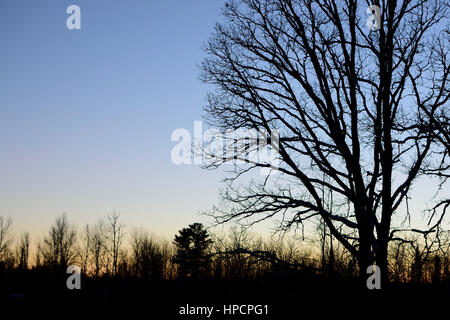 Bur-Eiche (Quercus Macrocarpa) silhouette Stockfoto