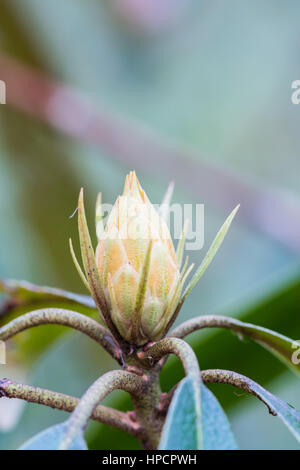 Rhododendron Bud Medium im Frühwinter vertikale Stockfoto