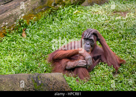 Weiblicher Orang-Utan sitzen auf dem Rasen im Zoo von Singapur Stockfoto