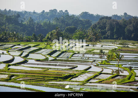 Schönen Sonnenaufgang über die Jatiluwih Reis-Terrassen in Bali, Indonesien Stockfoto
