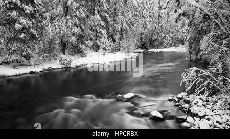Snowdusted Kiefern auf dem Merced River, Yosemite-Nationalpark, Kalifornien USA Stockfoto
