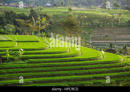 Schönen Sonnenaufgang über die Jatiluwih Reis-Terrassen in Bali, Indonesien Stockfoto