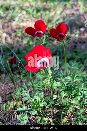 Blühende rote Anemonen in der Wiese Stockfoto