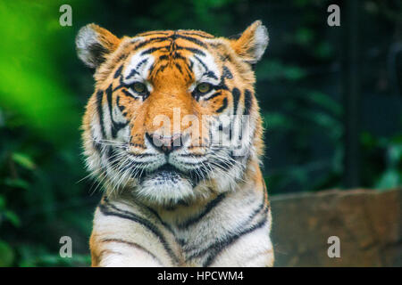 Ein walking sibirische Tiger (Panthera Tigris Altacia) close-up portrait Stockfoto