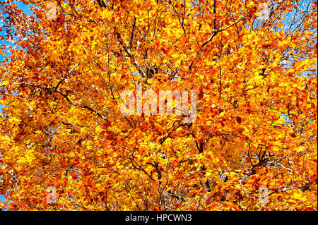 Hintergrund der Buche im Herbst Stockfoto