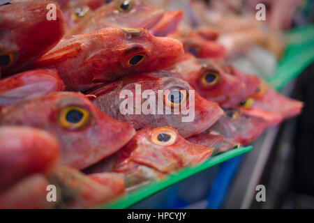 Frischer Fisch auf dem Markt von Tarragona. Stockfoto