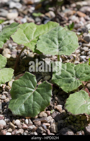 Huflattich, Blätter Erscheinen Nach der Blüte, Tussilago Farfara, Huflattich, Pas D´âne, Tussilage Stockfoto