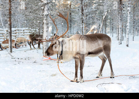Rentier im Winter, Lappland, Finnland Stockfoto