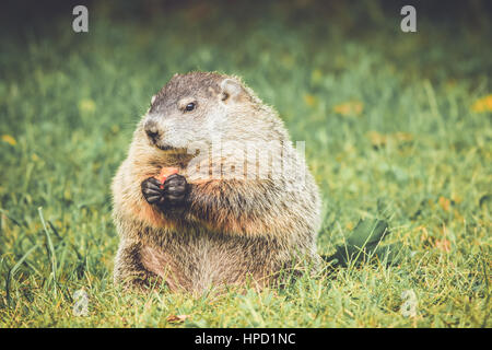 Liebenswert und plump Murmeltier (Marmota Monax) sitzen im Rasen und Löwenzahn in Vintage Gartenanlage Stockfoto