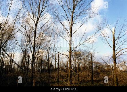 Baum Schaden in der Nähe von Hatfield Broad Oak nach dem großen Sturm von 87 Stockfoto