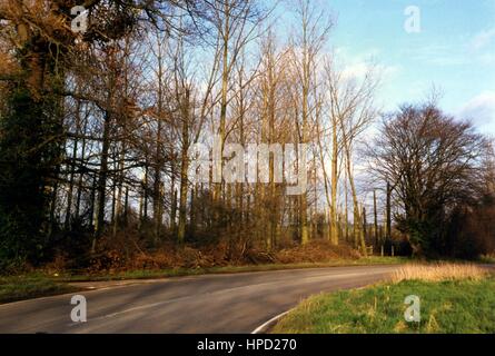 Baum Schaden in der Nähe von Hatfield Broad Oak nach dem großen Sturm von 87 Stockfoto