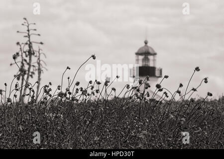 Der Pinsel wird rund um den Point Loma Lighthouse in San Diego, Kalifornien. Stockfoto