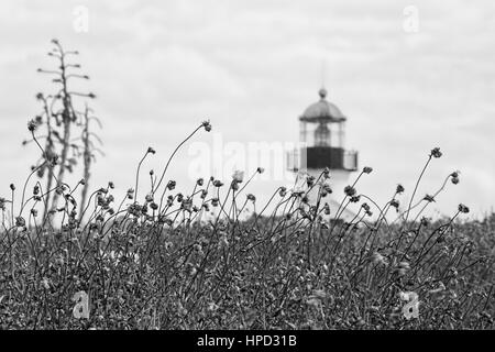 Der Pinsel wird rund um den Point Loma Lighthouse in San Diego, Kalifornien. Stockfoto