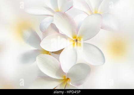 Cluseup für weiße Plumeria Blume schönen Hintergrund Stockfoto