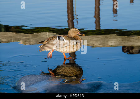 Weibliche Stockente zu Fuß auf Eis auf dem gefrorenen Fluss Havel in Berlin, Deutschland Stockfoto