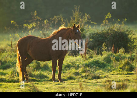 Pferd steht in einem Feld mit der Sonne hinter bei Sonnenuntergang Stockfoto
