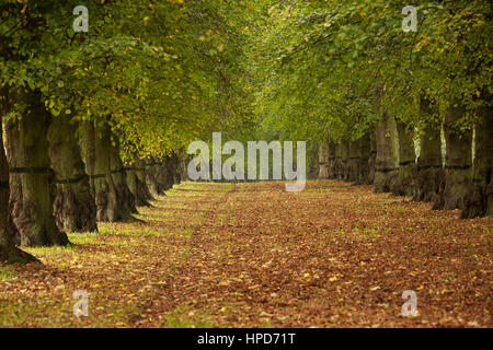 Lindenallee im Clumber Park im Herbst Stockfoto