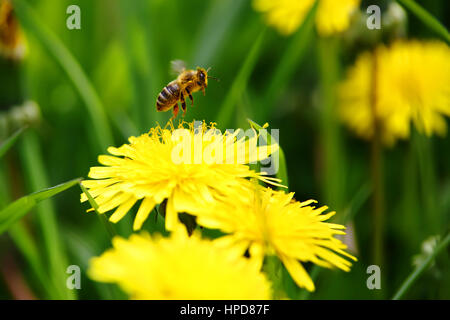 eine Biene fliegt von gelben Blume in Luft Stockfoto