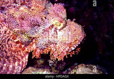 Bärtige Drachenköpfe (Scorpaenopsis Barbata) - Räuber überfallen - verlassen sich auf ihre Tarnung und giftigen Stacheln. Gefährlich! Im Roten Meer. Stockfoto