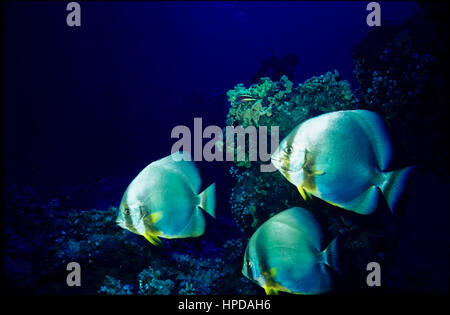 Eine Gruppe von kreisförmigen Fledermausfisch (Platax Orbicularis). Diese Art hat die Besonderheit der zwei dunkle Bänder auf und hinter den Augen. Ägyptischen Roten Meer. Stockfoto