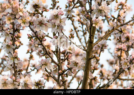 Mandelbaum, Prunus Dulcis, in voller Blüte mit seinen Ästen voller hellrosa Blüten an einem sonnigen Nachmittag im Frühjahr. Stockfoto