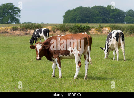 Schwarz und rot Friesisch Holstein Kühe auf einer niederländischen Wiese Stockfoto