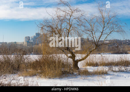 Winterlandschaft mit Weide in der Nähe von gefrorenen Fluss und Blick auf eine der Innenstadt in der Dnepr Stadt, Ukraine Stockfoto
