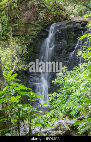 Caberfeidh, Catlins Conservation Area, Otago, Neuseeland. Die obere Kaskade von Matai fällt. Stockfoto