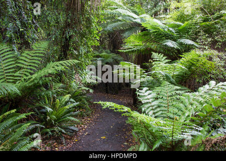 Chaslands, Catlins Conservation Area, Otago, Neuseeland. Bewachsenem Regenwald Weg zur Kathedrale Höhlen. Stockfoto