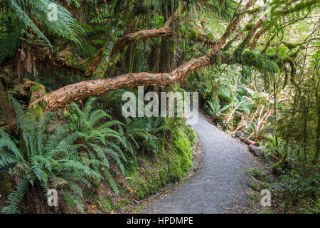 Chaslands, Catlins Conservation Area, Otago, Neuseeland. Bewachsenem Regenwald Trail zur McLean fällt. Stockfoto