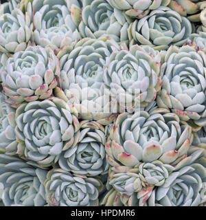 Christchurch, Canterbury, Neuseeland. Enge Rosetten von Echeveria elegans auf Anzeige in Christchurch Botanischer Garten verpackt. Stockfoto