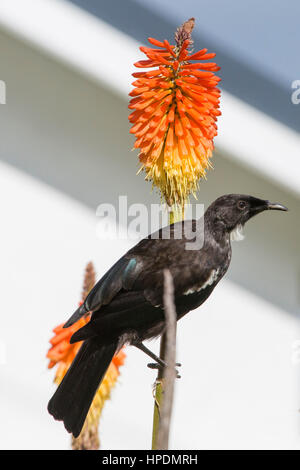 Pounawea, Catlins Conservation Area, Otago, Neuseeland. Tui (Prosthemadera novaeseelandiae) auf Schaft eines Red Hot poker (Kniphofia uvaria). Stockfoto