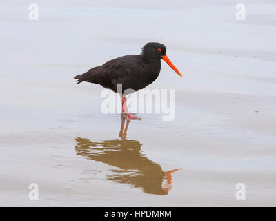 Pounawea, Catlins Conservation Area, Otago, Neuseeland. Variable Austernfischer (Haematopus unicolor) in feuchten Sand bei Ebbe wider, Surat Bay. Stockfoto