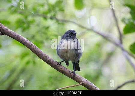 Ulva Island, off Stewart Island, Southland, Neuseeland. Stewart Island Robin (Petroica australis rakiura). Stockfoto